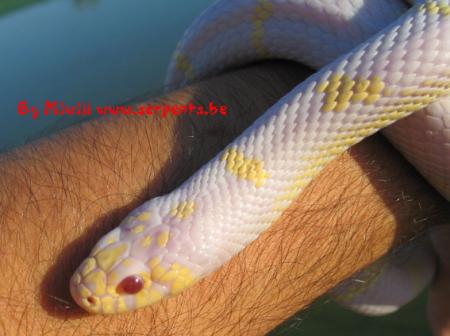 mn serpent