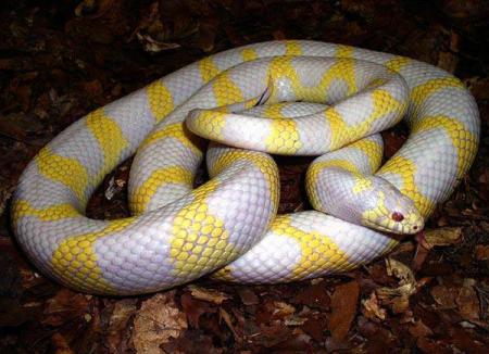 mn serpent