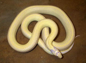 mon serpent